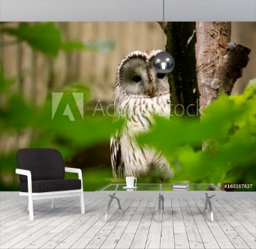Picture of Ural Owl